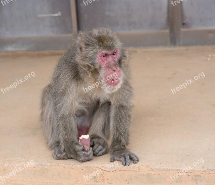 Arashiyama Japan Monkey Park Monkey Eating