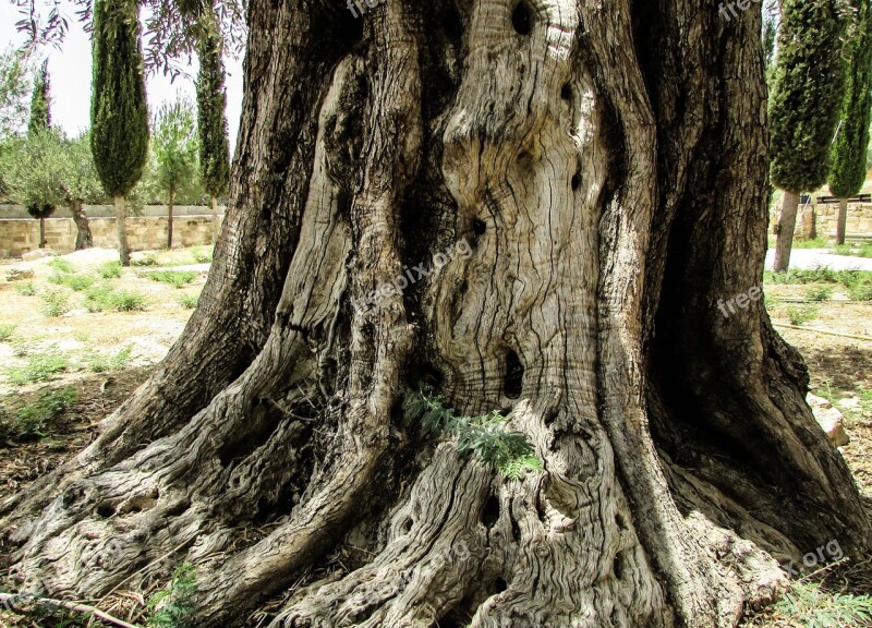 Stump Olive Tree Old Nature