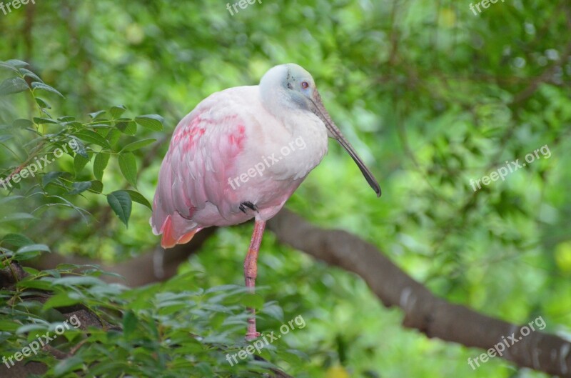 Spatula Spatula Pink Bird Aquarium Pink