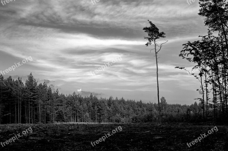 Tree Felling Clearing Cutting Fall