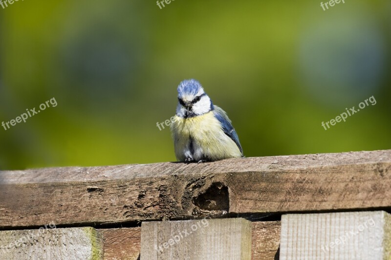 Blue Tit Bird Garden Ornithology Birdwatching