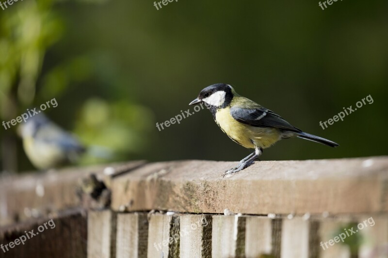 Great Tit Bird Garden Nature Wildlife