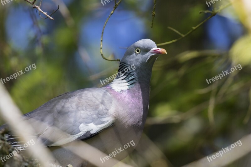 Pigeon Bird Wildlife Nature Ornithology