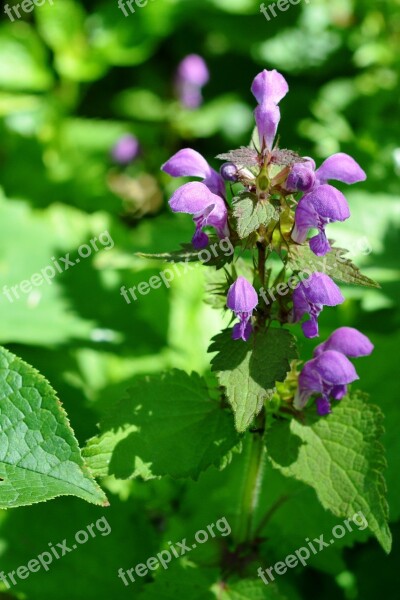 Nettle Pink Nettle Pink Field Plant Meadow Plant