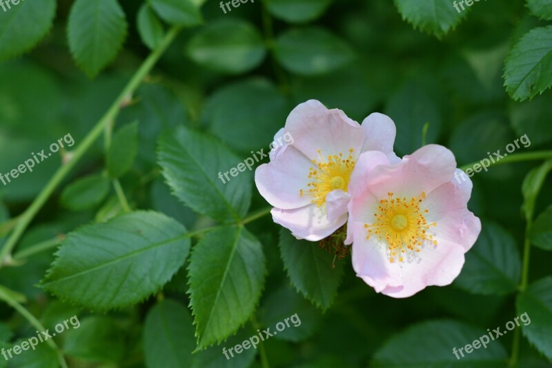 Field Rose Rose Flower Flowering The Petals