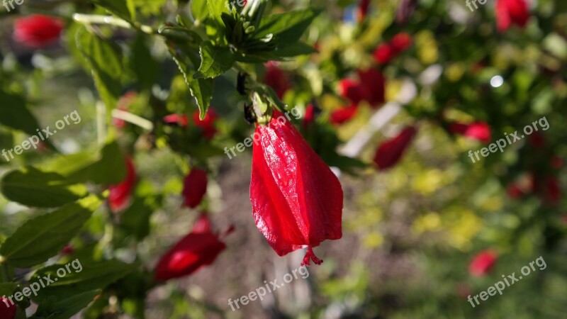 Flower Plant Beauty Rosa Orchid