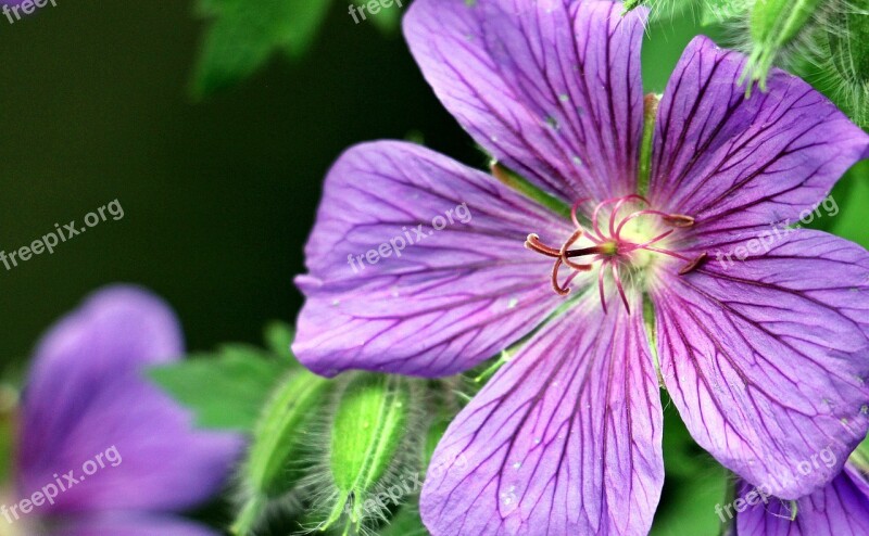 Cranesbill Stork Beak Bird Flower Geranium Cinereum Blossom Bloom