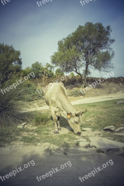 Cow Drink Water Cattle Agriculture