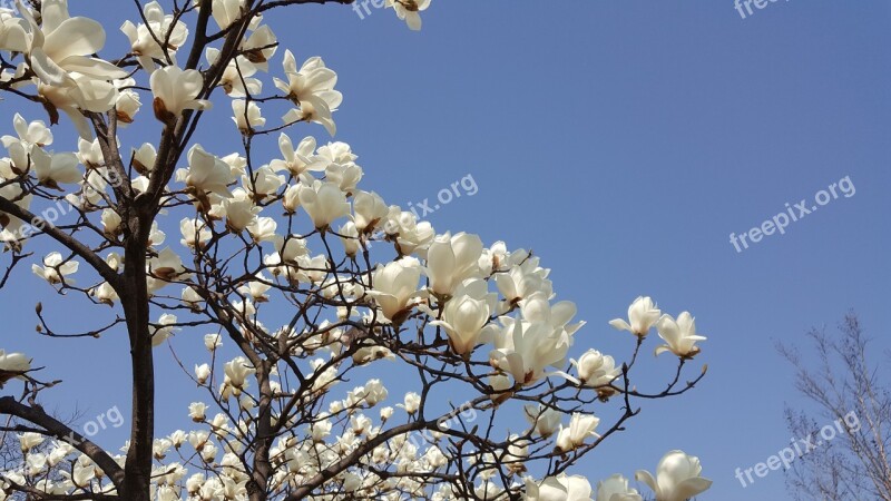 Wood Flowers Republic Of Korea Landscape Flower Tree Spring