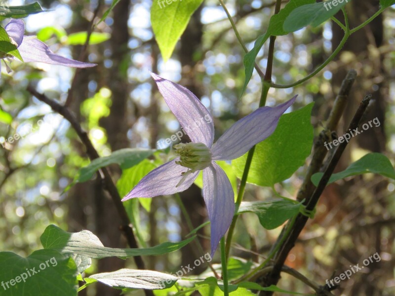 Clematis Occidentalis Blue Clemati Alberta Wild Flower Wild Flower Purple Flower