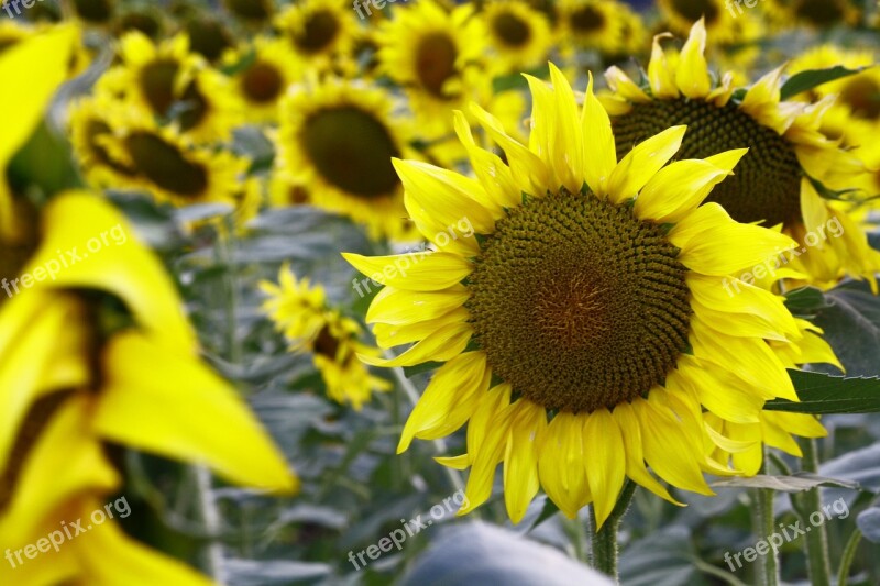 Sunflowers Sunflower Field Blossom Growth Free Photos