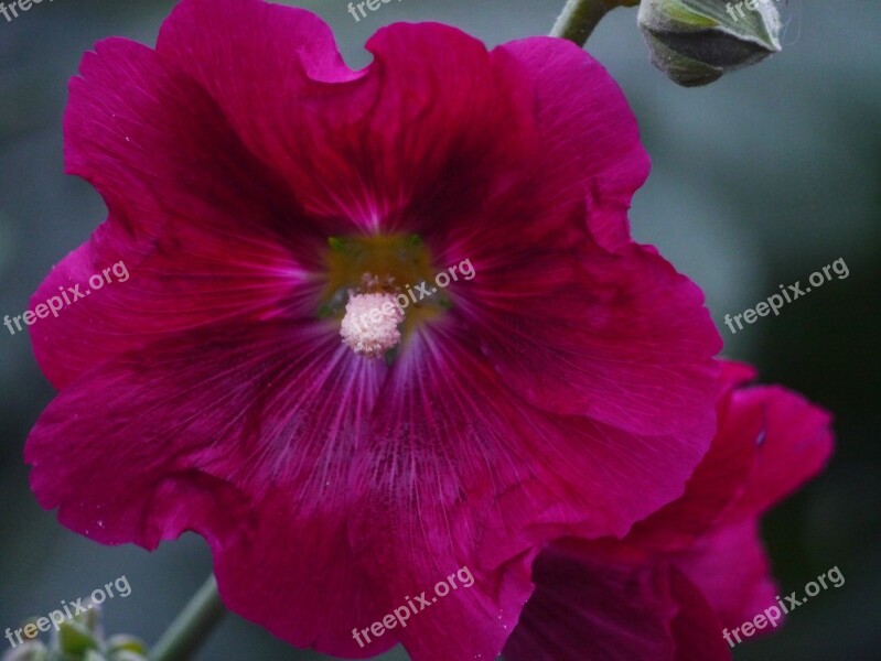 Althaea Rosea Hana Aoi Red Purple Red Flowers