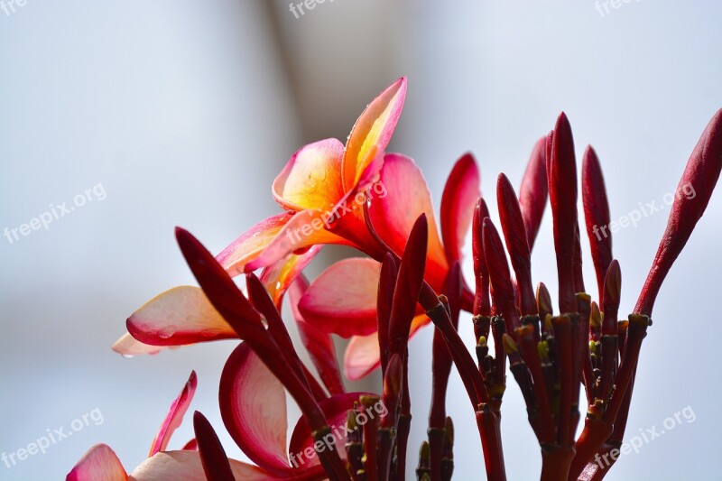 Frangipani Flower Nature Garden Red