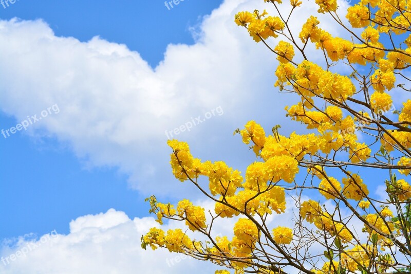 Tree Cuts Nature Flowers Clouds