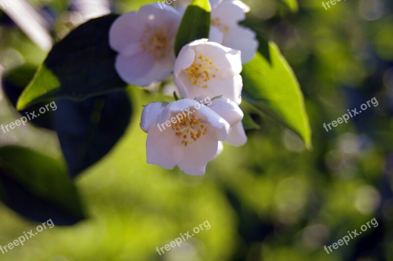 White Flowers Cream The Sweet Smell Of Jasmine Blooming