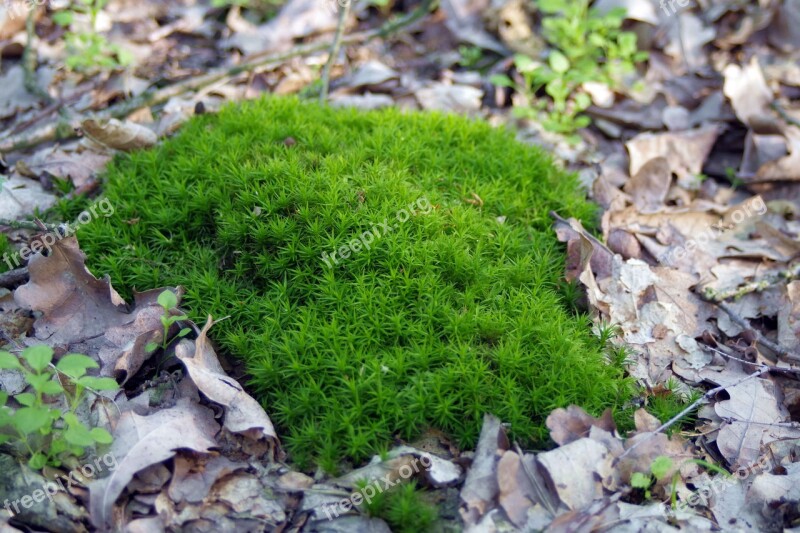 Moss Lichen Undergrowth Forest Plants