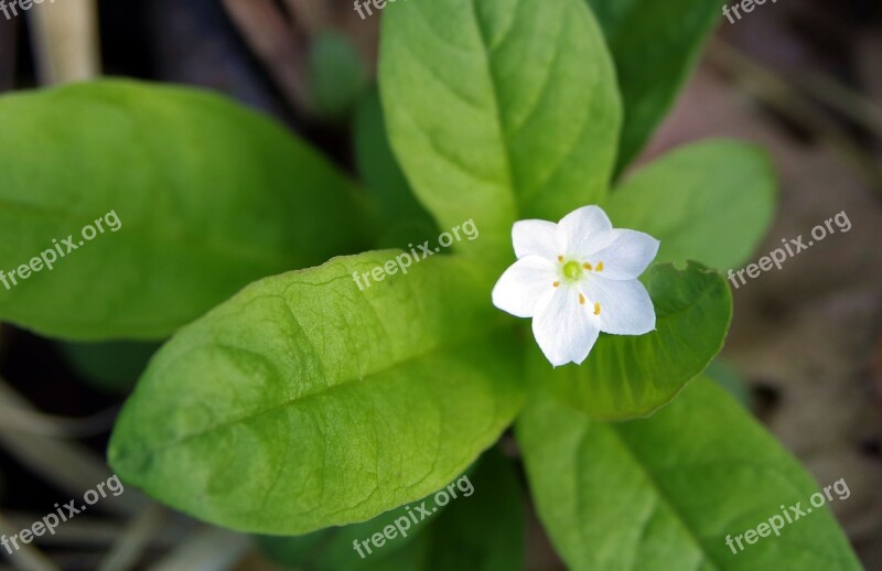 Forest Flower White Flower Daisy Tiny Flower Little Flowers