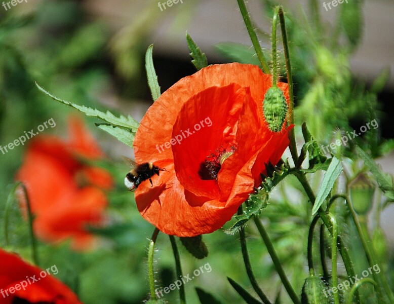 Bumblebee Poppies Flight Pollen The Collection Of