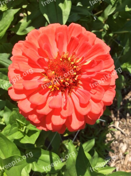 Zinnia Orange Red Flower Flora