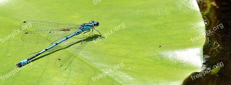 Dragonfly Blue Blue Dragonfly Close Up Insect