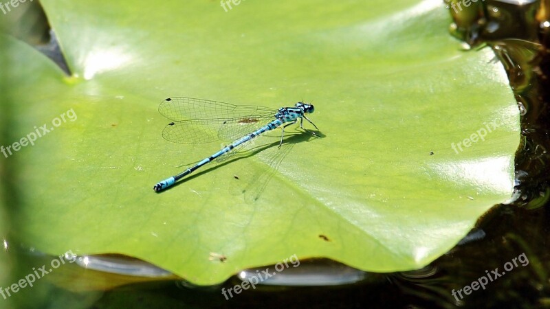 Dragonfly Blue Blue Dragonfly Close Up Insect