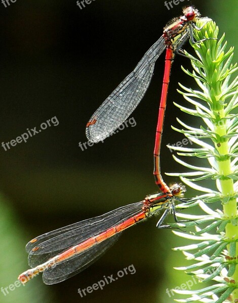 Dragonflies Dragonflies Mating Pairing Red Red Dragonflies