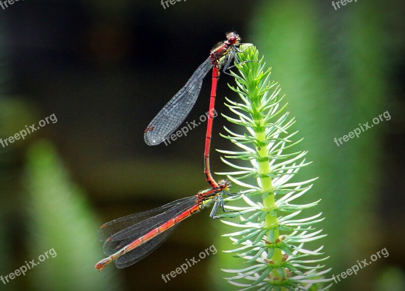 Dragonflies Dragonflies Mating Pairing Red Red Dragonflies