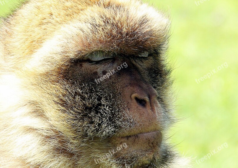 Barbary Ape Monkey Primate Young Animal Animal