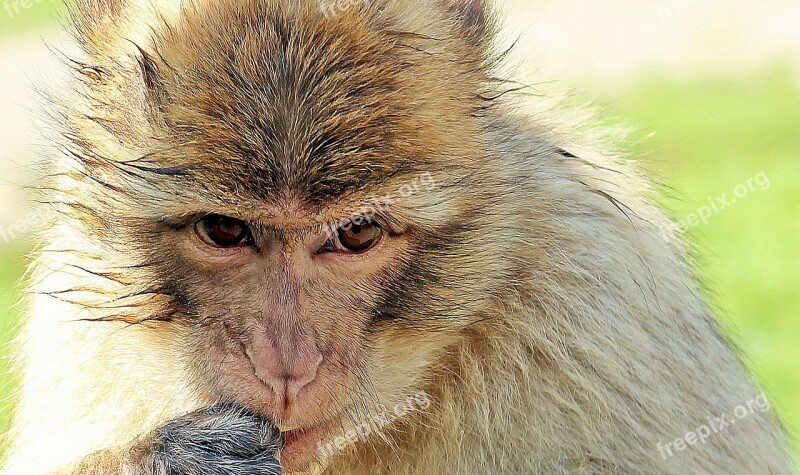 Barbary Ape Monkey Primate Young Animal Animal