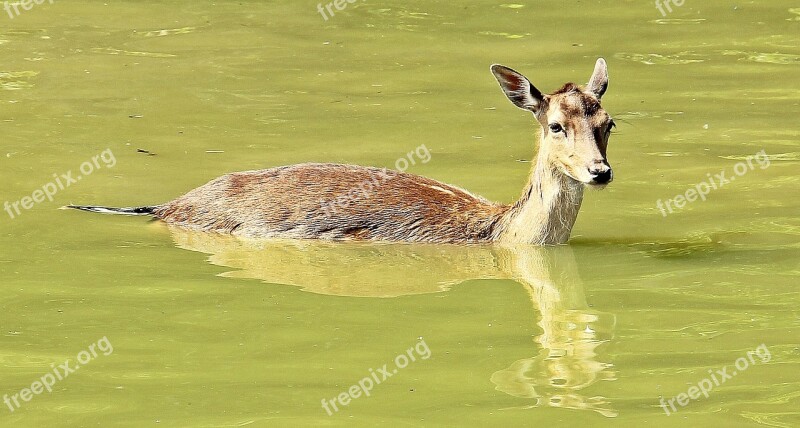 Wild Roe Deer Fallow Deer Nature Animal