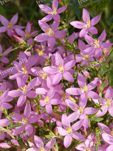 Wild Flowers Beauty Nature Bloom Pink