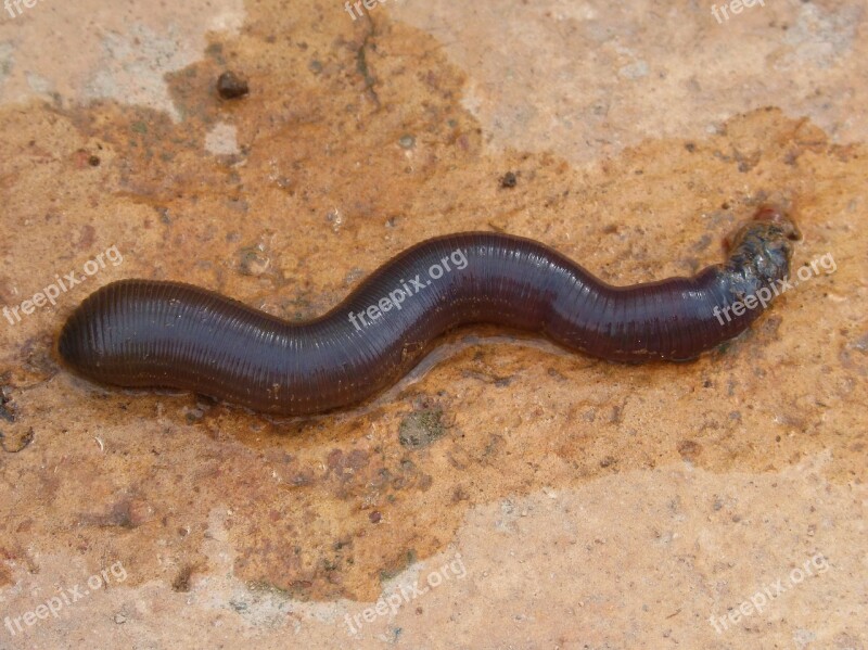 Worm Oligoqueto Terra Cuc Earth Worm Free Photos