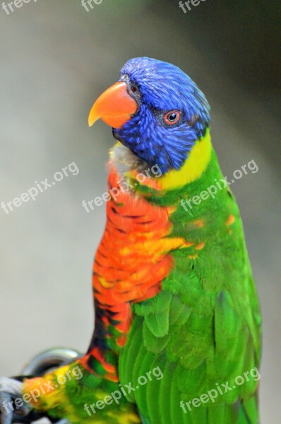 Parakeet Corrugated Bird Colors Animal Nature