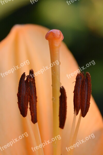 Stamp Lily Lily Stamp Close Up Macro