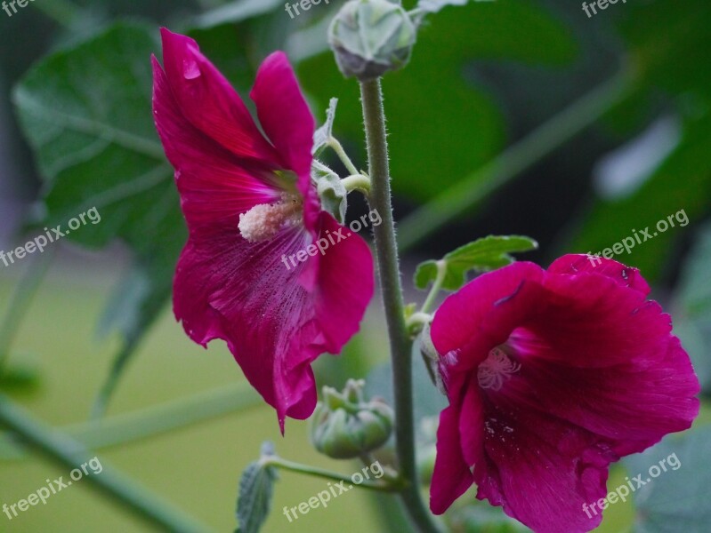 Althaea Rosea Hana Aoi Red Purple Red Flowers