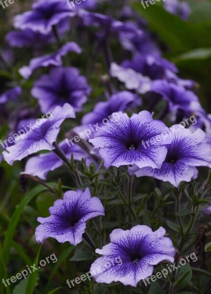 Purple Flowers Grass Otsu Park Otsu