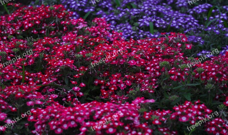 Verbena Flowers Verbenaceae Red Red Purple