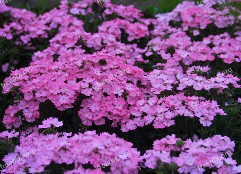 Primrose Flowers Pink Gregariousness Lot