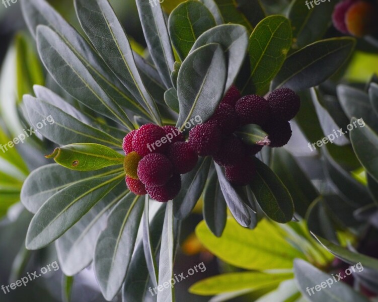 Myrica Rubra Madroño Moai Immo Jan Me