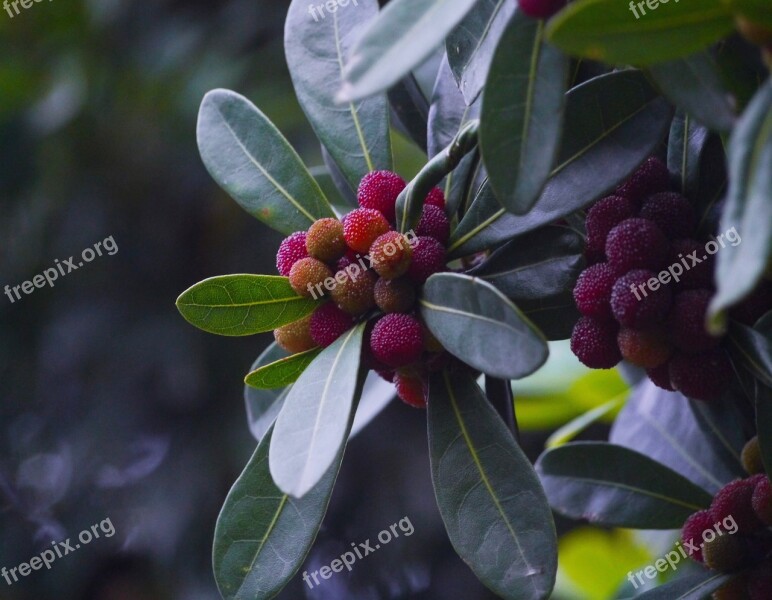 Myrica Rubra Madroño Moai Immo Jan Me