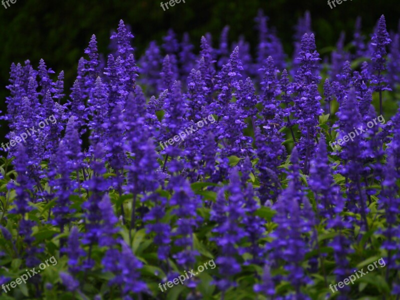 Blue Sage Flowers Blue-violet Leaf Green