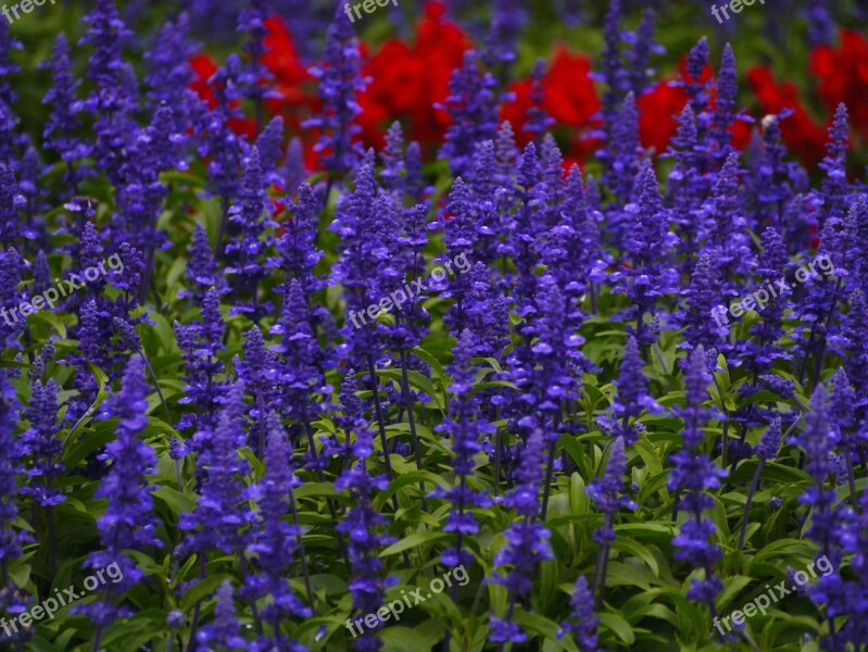 Blue Sage Flowers Blue-violet Red Leaf