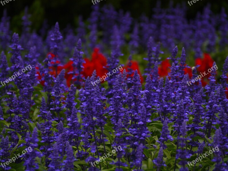 Blue Sage Flowers Blue-violet Red Leaf