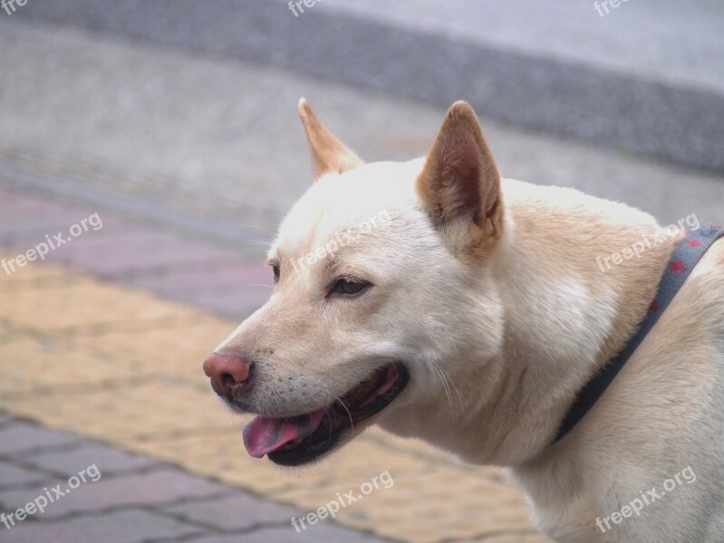 Mix Dog Hybrid Medium-sized Ishigaki