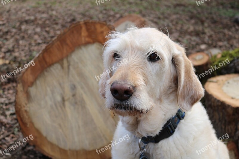 Dog Labradoodle Pet Old Wet