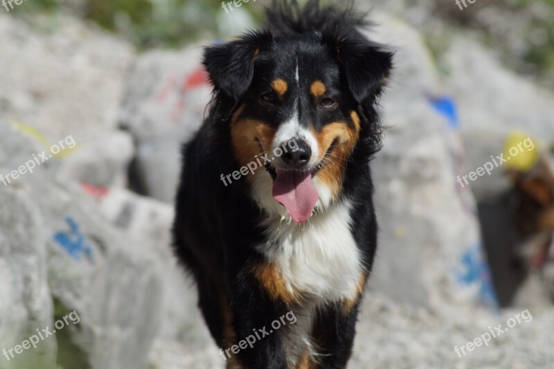 Dog Hybrid Sweet Small Dog Knuffig