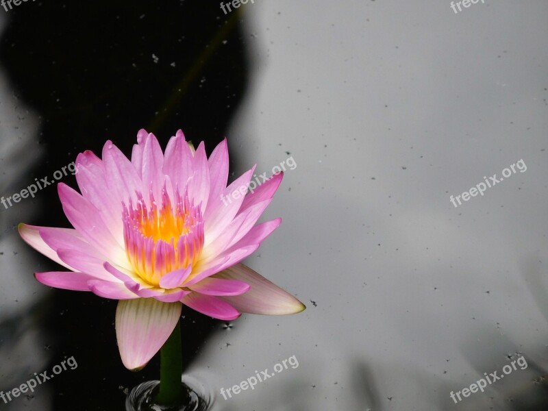 Water Lily Purple Water Lily Nature Water Flower Natural