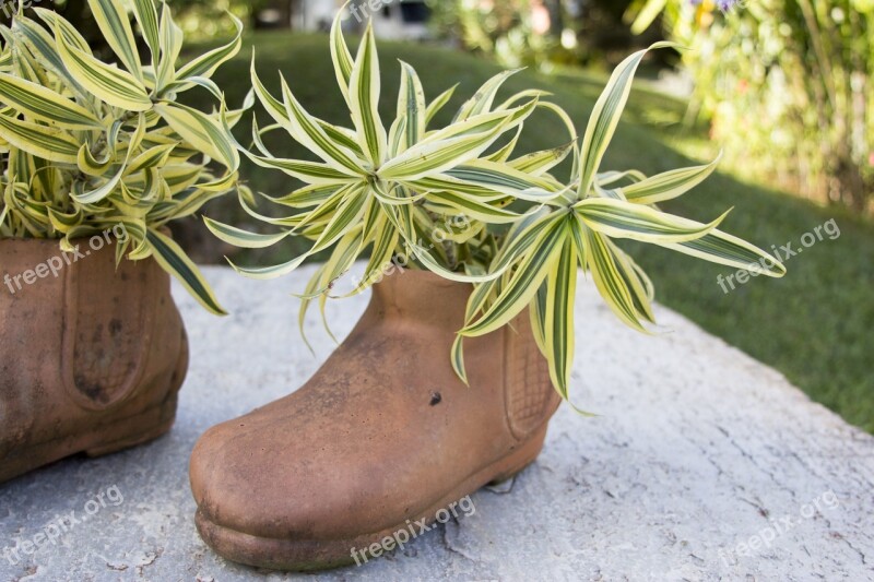 Shoe Clay Jug Plant Garnish