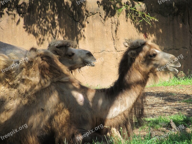 Camels Shade Resting Animals Humps