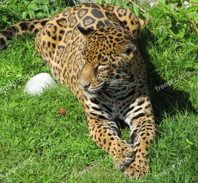 Jaguar Big Cat Carnivore Feline Resting